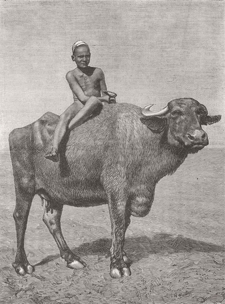 AFRICA. A buffalo and his driver 1882 old antique vintage print picture